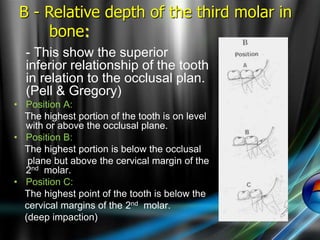 - This show the superior
inferior relationship of the tooth
in relation to the occlusal plan.
(Pell & Gregory)
• Position A:
The highest portion of the tooth is on level
with or above the occlusal plane.
• Position B:
The highest portion is below the occlusal
plane but above the cervical margin of the
2nd molar.
• Position C:
The highest point of the tooth is below the
cervical margins of the 2nd molar.
(deep impaction)
B - Relative depth of the third molar in
bone:
 