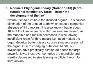 2. Nodine’s Phylogenic theory (Nodine 1943) [More-
functional masticatory force – better the
development of the jaw]:
• Nature tries to eliminate the disused organs. This causes
elimination of the unused teeth which causes congenital
absence of third molars. It is also known that in about
10% of the Caucasian race, third molars are lacking, as
the mandible and maxilla decreased in size leaving
insufficient room for third molars i.e., used makes the
organ develop better, disuse causes slow regression of
the organ. Due to changing nutritional habits, our
civilisation have practically eliminated needs for large
powerful jaws, thus, over centuries the mandible and
maxilla decreased in size leaving insufficient room for
third molars.
 