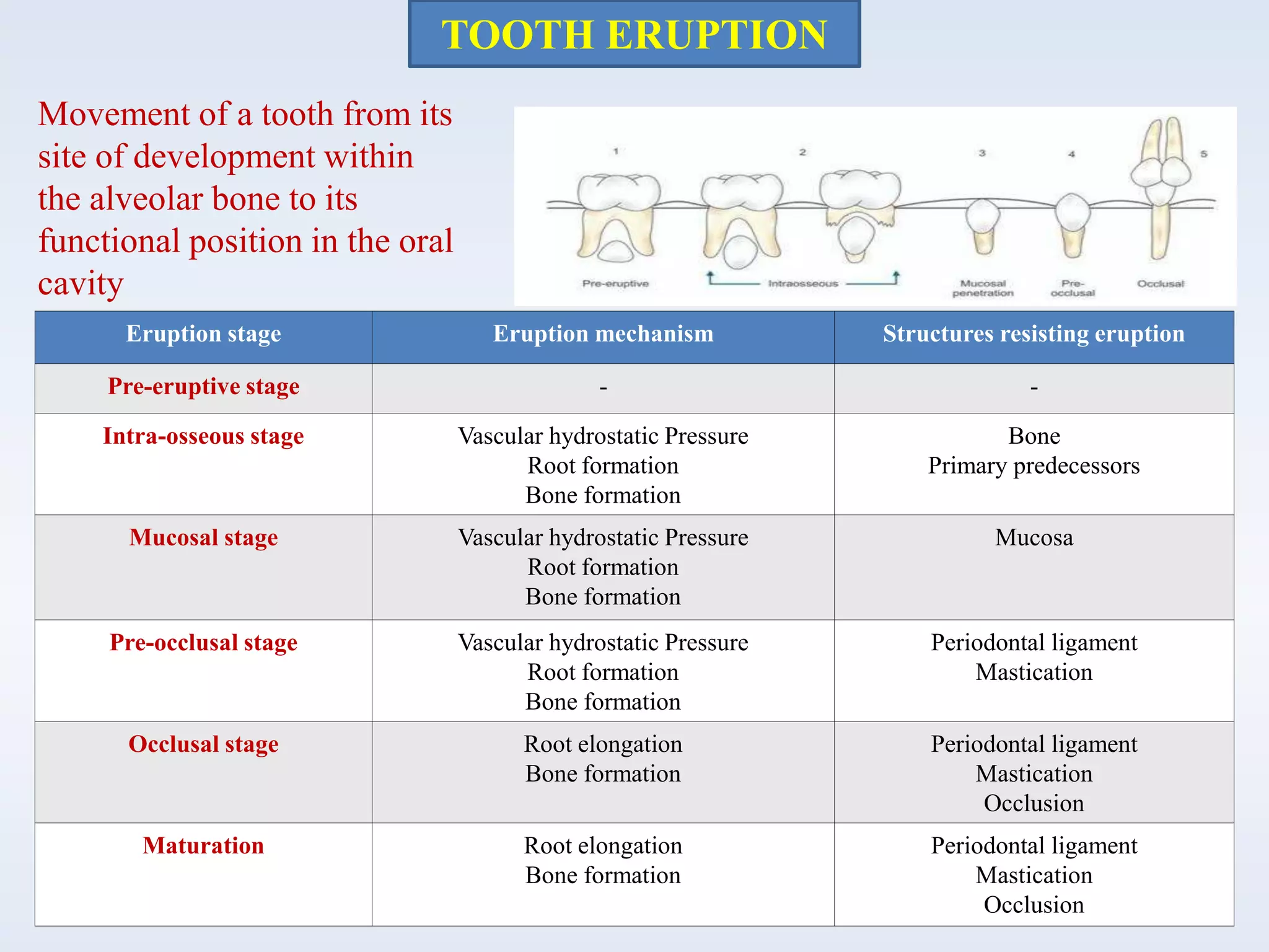 TOOTH ERUPTION
Eruption stage Eruption mechanism Structures resisting eruption
Pre-eruptive stage - -
Intra-osseous stage Vascular hydrostatic Pressure
Root formation
Bone formation
Bone
Primary predecessors
Mucosal stage Vascular hydrostatic Pressure
Root formation
Bone formation
Mucosa
Pre-occlusal stage Vascular hydrostatic Pressure
Root formation
Bone formation
Periodontal ligament
Mastication
Occlusal stage Root elongation
Bone formation
Periodontal ligament
Mastication
Occlusion
Maturation Root elongation
Bone formation
Periodontal ligament
Mastication
Occlusion
Movement of a tooth from its
site of development within
the alveolar bone to its
functional position in the oral
cavity
 