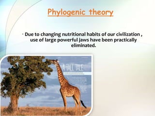 • Due to changing nutritional habits of our civilization ,
use of large powerful jaws have been practically
eliminated.
Phylogenic theory
 