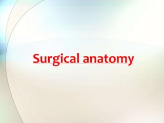 Surgical anatomy
 