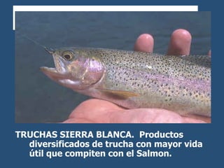 TRUCHAS SIERRA BLANCA.  Productos diversificados de trucha con mayor vida útil que compiten con el Salmon.  