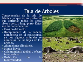 Tala de Arboles
Consecuencias de la tala de
árboles, ya que es un problema
que sufrimos todos los seres
vivos a corto o largo plazo. Estas
son las consecuencias:
• Erosión del suelo.
• Rompimiento de la cadena
alimenticia en el ecosistema,
ya que algunos animales se
alimentan de las hojas de los
árboles.
• Alteraciones climáticas.
• Menos lluvia.
• Calentamiento global y efecto
invernadero.
• Reducción de la
biodiversidad.
 
