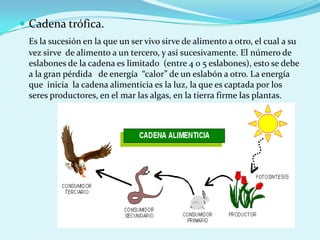  Cadena trófica.
 Es la sucesión en la que un ser vivo sirve de alimento a otro, el cual a su
 vez sirve de alimento a un tercero, y así sucesivamente. El número de
 eslabones de la cadena es limitado (entre 4 o 5 eslabones), esto se debe
 a la gran pérdida de energía “calor” de un eslabón a otro. La energía
 que inicia la cadena alimenticia es la luz, la que es captada por los
 seres productores, en el mar las algas, en la tierra firme las plantas.
 