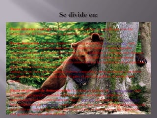 Fauna silvestre o salvaje: La fauna silvestre o salvaje es aquella que vive sin
intervención del hombre para su desarrollo o alimentación.
Fauna domestica: La fauna doméstica, o fauna sometida a domesticación, está
constituida por las especies domésticas propiamente dichas, es decir, aquellas
especies sometidas al dominio del hombre, que se habitúan a vivir bajo este dominio
sin necesidad de estar encerradas o sujetas y que en este estado se reproducen
indefinidamente, teniendo este dominio como objetivo la explotación de la capacidad
de diversos animales de producir
trabajo, carne, lana, pieles, plumas, huevos, compañía y otros productos y servicios
(el caballo, el buey, la oveja, la cabra, el gato, el perro, la gallina, el cerdo, entre
otros).
Fauna en proceso de domesticación: La fauna en proceso de domesticación, está
integrada por aquellos animales silvestres, sean autóctonos, exóticos o
importados, criados zootécnicamente bajo el dominio del hombre en zoocriaderos
bajo condiciones de cautiverio o semi cautiverio, que a través de las generaciones van
perdiendo su carácter de salvajes para convertirse en domésticos y ser explotados
con iguales fines que estos últimos
 