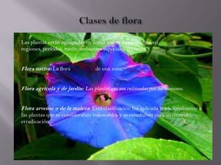 Las plantas están agrupadas en floras que se fundamentan en
regiones, períodos, medio ambientes especiales o climas.
Flora nativa: La flora autóctona de una zona.
Flora agrícola y de jardín: Las plantas que son cultivadas por los humanos.
Flora arvense o de la maleza: Esta clasificación fue aplicada tradicionalmente a
las plantas que se consideraban indeseables y se estudiaban para su control o
erradicación.
 