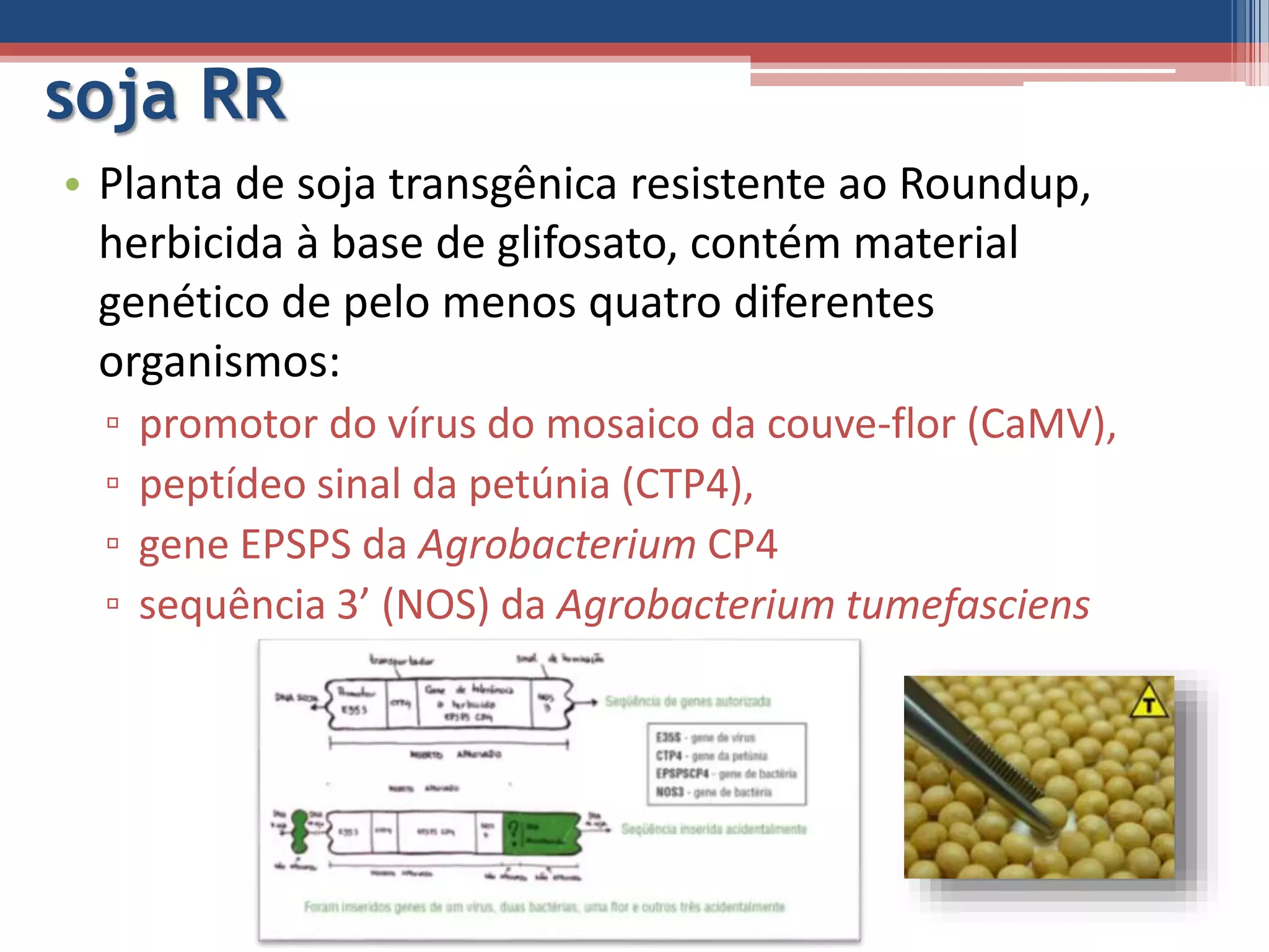 soja RR
• Planta de soja transgênica resistente ao Roundup,
herbicida à base de glifosato, contém material
genético de pelo menos quatro diferentes
organismos:
▫ promotor do vírus do mosaico da couve-flor (CaMV),
▫ peptídeo sinal da petúnia (CTP4),
▫ gene EPSPS da Agrobacterium CP4
▫ sequência 3’ (NOS) da Agrobacterium tumefasciens
 