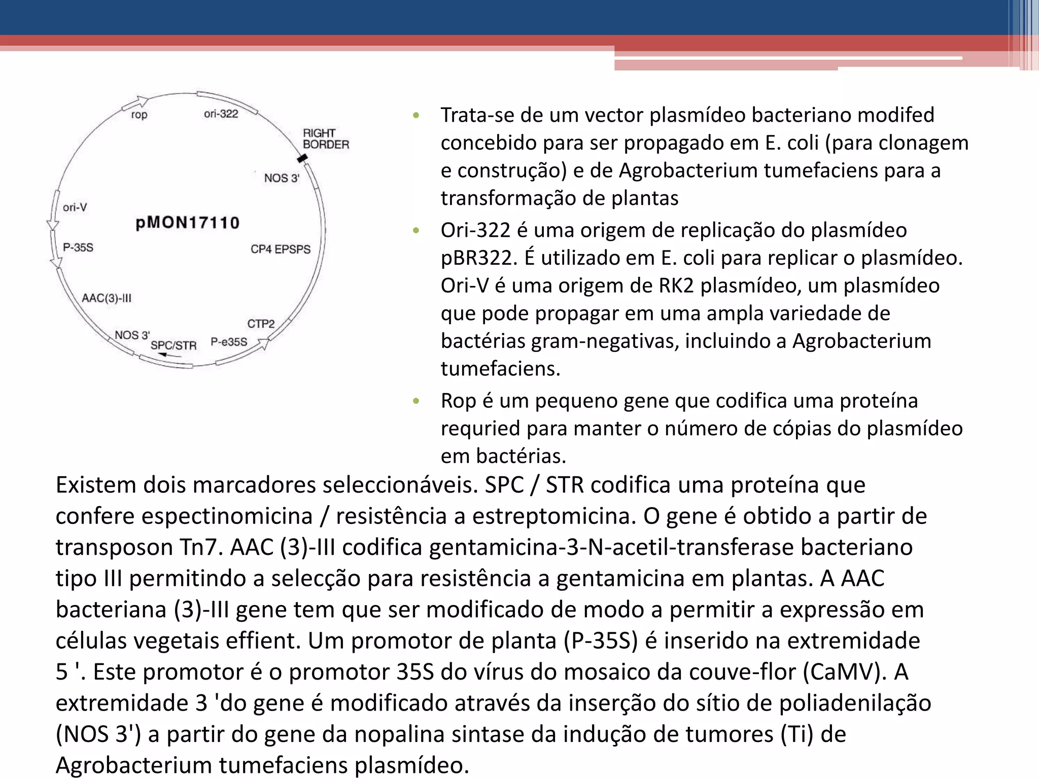 • Trata-se de um vector plasmídeo bacteriano modifed
concebido para ser propagado em E. coli (para clonagem
e construção) e de Agrobacterium tumefaciens para a
transformação de plantas
• Ori-322 é uma origem de replicação do plasmídeo
pBR322. É utilizado em E. coli para replicar o plasmídeo.
Ori-V é uma origem de RK2 plasmídeo, um plasmídeo
que pode propagar em uma ampla variedade de
bactérias gram-negativas, incluindo a Agrobacterium
tumefaciens.
• Rop é um pequeno gene que codifica uma proteína
requried para manter o número de cópias do plasmídeo
em bactérias.
Existem dois marcadores seleccionáveis. SPC / STR codifica uma proteína que
confere espectinomicina / resistência a estreptomicina. O gene é obtido a partir de
transposon Tn7. AAC (3)-III codifica gentamicina-3-N-acetil-transferase bacteriano
tipo III permitindo a selecção para resistência a gentamicina em plantas. A AAC
bacteriana (3)-III gene tem que ser modificado de modo a permitir a expressão em
células vegetais effient. Um promotor de planta (P-35S) é inserido na extremidade
5 '. Este promotor é o promotor 35S do vírus do mosaico da couve-flor (CaMV). A
extremidade 3 'do gene é modificado através da inserção do sítio de poliadenilação
(NOS 3') a partir do gene da nopalina sintase da indução de tumores (Ti) de
Agrobacterium tumefaciens plasmídeo.
 
