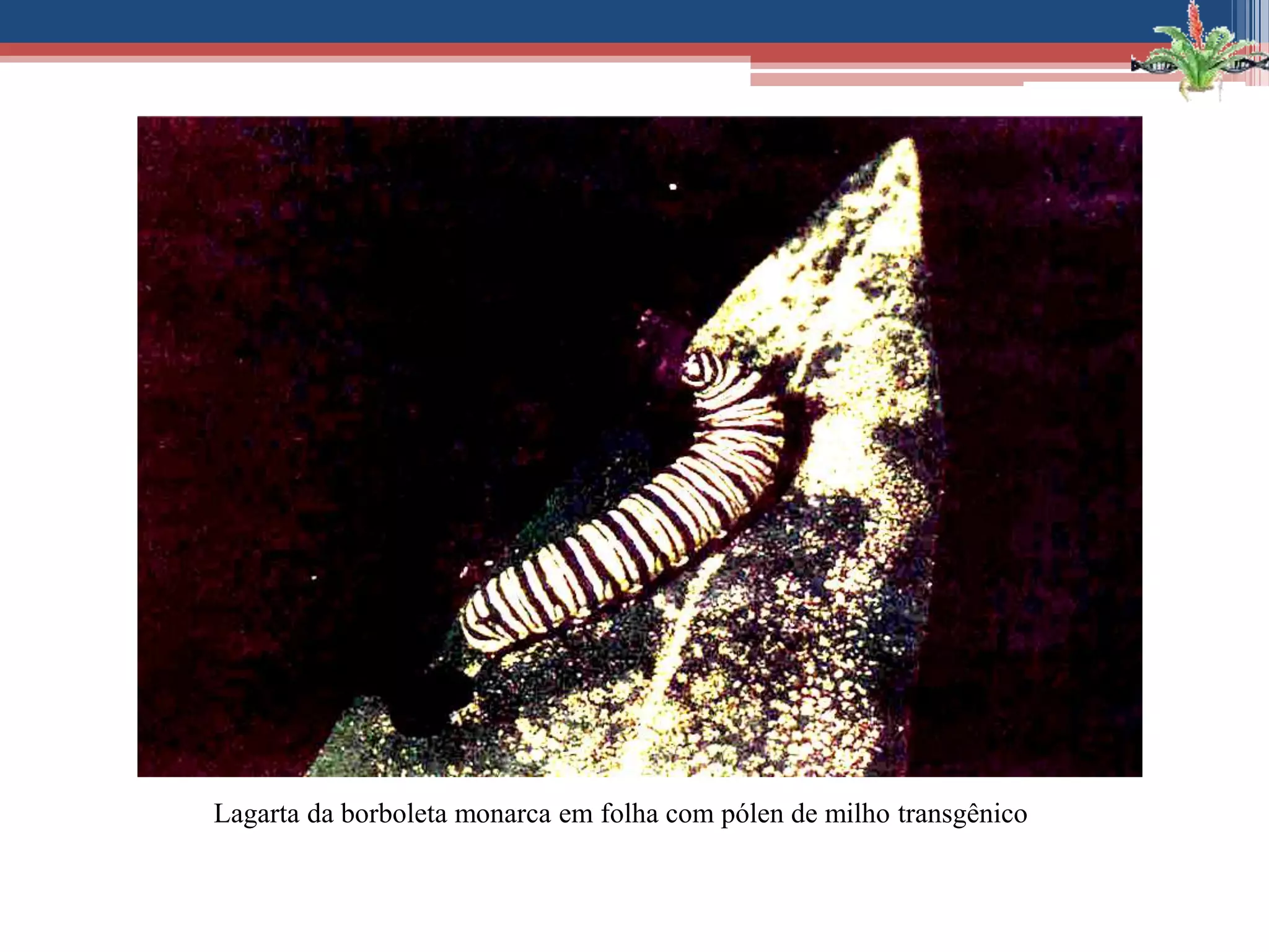 Lagarta da borboleta monarca em folha com pólen de milho transgênico
 