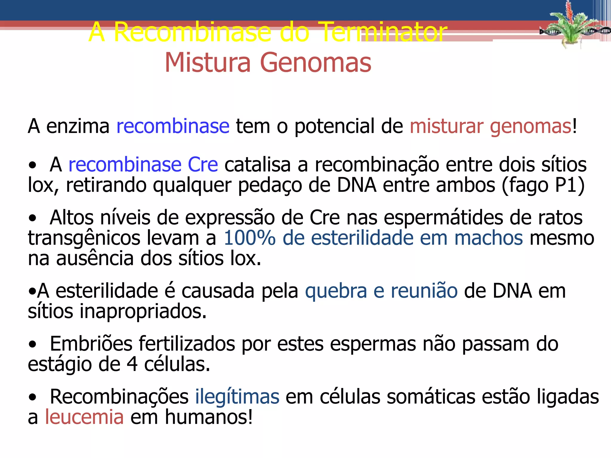 A enzima recombinase tem o potencial de misturar genomas!
• A recombinase Cre catalisa a recombinação entre dois sítios
lox, retirando qualquer pedaço de DNA entre ambos (fago P1)
• Altos níveis de expressão de Cre nas espermátides de ratos
transgênicos levam a 100% de esterilidade em machos mesmo
na ausência dos sítios lox.
•A esterilidade é causada pela quebra e reunião de DNA em
sítios inapropriados.
• Embriões fertilizados por estes espermas não passam do
estágio de 4 células.
• Recombinações ilegítimas em células somáticas estão ligadas
a leucemia em humanos!
A Recombinase do Terminator
Mistura Genomas
 