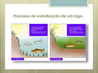 Processo de eutrofização de um lago.
 