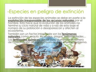 -Especies en peligro de extinción
La extinción de las especies animales se debe en parte a la
explotación irresponsable de los recursos naturales por el
hombre. Esto hace que la evolución de los animales no
termine su ciclo natural de vida y a raíz de esto baje el
número de su población o desaparezcan y afecten al
ecosistema.
También son un factor importante son los fenómenos
naturales como: sequía, incendios, plagas, enfermedades…
Los fertilizantes químicos usados para aumentar el número
de cosechas son otra gran causa de este enorme problema.
 