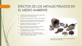 EFECTOS DE LOS METALES PESADOS EN 
EL MEDIO AMBIENTE 
 cambia la alcalinidad del suelo, depende 
mucho de la concentración. 
 También contaminan el agua y los cultivos. 
 Estos en una cantidad excesiva de plomo 
se producen alteraciones en las plantas, 
 también degrada el suelo, lo cual 
disminuye su productividad. 
 Si la contaminación es excesiva, puede 
llegar a producir desertificación. 
 A nivel de los ríos y lagos, también afecta 
principalmente la fauna. 
 El problema de la contaminación del 
medio ambiente por metales pesados es 
que su efecto es silencioso 
Fuente:http://www.shawellnessclinic.com/shamagazine/wp-content/ 
uploads/metales.jpg 
 