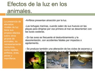 Efectos de la luz en los
animales.
La presencia de
elevados
niveles de luz
tiene sus
propios efectos
sobre otros
grupos de
animales, no
necesariamente
nocturnos,
como reptiles,
anfibios, aves,
peces y
mamíferos:
-Anfibios presentan atracción por la luz.
-Las tortugas marinas, cuando salen de sus huevos en las
playas para dirigirse por vez primera al mar se desorientan con
las luces costeras.
- En las aves es frecuente el deslumbramiento y la
desorientación, con accidentes fatales por impactos o
agotamiento.
- Se produce también una alteración de los ciclos de ascenso y
descenso del plancton marino, lo que afecta a la alimentación de
multitud de especies marinas en las cercanías de la costa
 