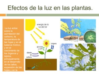 Efectos de la luz en las plantas.
La luz actúa
sobre la
asimilación del
carbono, la
temperatura de
las hojas y en el
balance hídrico,
y en el
crecimiento de
los órganos y
tejidos,
principalmente
en el desarrollo
de los tallos,
expansión de las
hojas y en la
curvatura de los
 