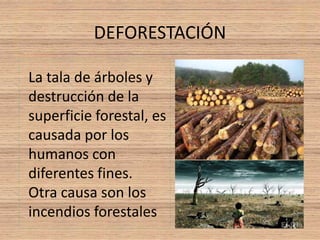 DEFORESTACIÓN 
La tala de árboles y 
destrucción de la 
superficie forestal, es 
causada por los 
humanos con 
diferentes fines. 
Otra causa son los 
incendios forestales 
 