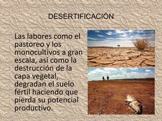 DESERTIFICACIÓN 
Las labores como el 
pastoreo y los 
monocultivos a gran 
escala, así como la 
destrucción de la 
capa vegetal, 
degradan el suelo 
fértil haciendo que 
pierda su potencial 
productivo. 
 