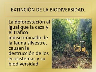 EXTINCIÓN DE LA BIODIVERSIDAD. 
La deforestación al 
igual que la caza y 
el tráfico 
indiscriminado de 
la fauna silvestre, 
causan la 
destrucción de los 
ecosistemas y su 
biodiversidad. 
 
