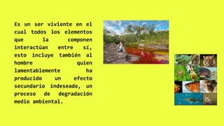 Impacto del ser humano en el medio ambiente | PPTX