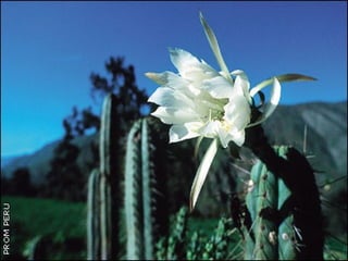 Impacto economicoinundaciones