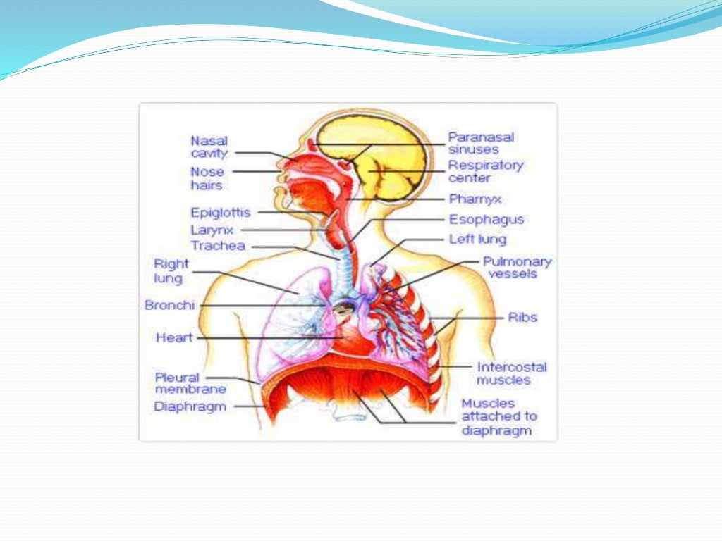 Impact of anesthesia on respiratory system