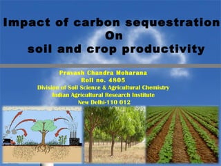 Impact of carbon sequestration 
On 
soil and crop productivity 
Pravash Chandra Moharana 
Roll no. 4805 
Division of Soil Science & Agricultural Chemistry 
Indian Agricultural Research Institute 
New Delhi-110 012 
 