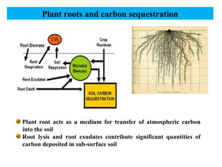Impact of carbon sequestration on soil and crop productivity | PPT