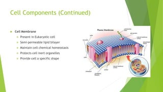 Cell Components (Continued)
 Cell Membrane
 Present in Eukaryotic cell
 Semi-permeable lipid bilayer
 Maintain cell chemical homeostasis
 Protects cell inert organelles
 Provide cell a specific shape
 