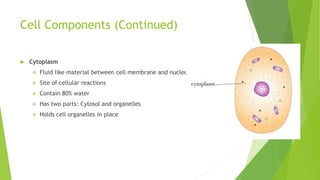 Cell Components (Continued)
 Cytoplasm
 Fluid like material between cell membrane and nucleus
 Site of cellular reactions
 Contain 80% water
 Has two parts: Cytosol and organelles
 Holds cell organelles in place
 