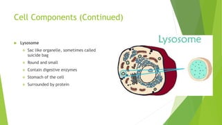 Cell Components (Continued)
 Lysosome
 Sac like organelle, sometimes called
suicide bag
 Round and small
 Contain digestive enzymes
 Stomach of the cell
 Surrounded by protein
 