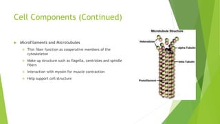 Cell Components (Continued)
 Microfilaments and Microtubules
 Thin fiber function as cooperative members of the
cytoskeleton
 Make up structure such as flagella, centrioles and spindle
fibers
 Interaction with myosin for muscle contraction
 Help support cell structure
 