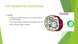 Cell Components (Continued)
 Vesicles
 a fluid- or air-filled cavity or sac in cell enclosed
by a lipid bilayer
 Store and transport substances throughout the cell
 Plant cell have larger vacuoles
 