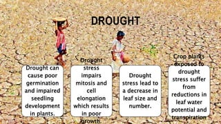 Impact of climatic change on agriculture | PPTX