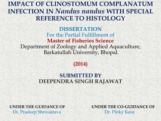 IMPACT OF CLINOSTOMUM COMPLANATUM
INFECTION IN Nandus nandus WITH SPECIAL
REFERENCE TO HISTOLOGY
DISSERTATION
For the Partial Fulfillment of
Master of Fisheries Science
Department of Zoology and Applied Aquaculture,
Barkatullah University, Bhopal.
(2014)
SUBMITTED BY
DEEPENDRA SINGH RAJAWAT
UNDER THE GUIDANCE OF UNDER THE CO-GUIDANCE OF
Dr. Pradeep Shrivastava Dr. Pinky Kaur
 