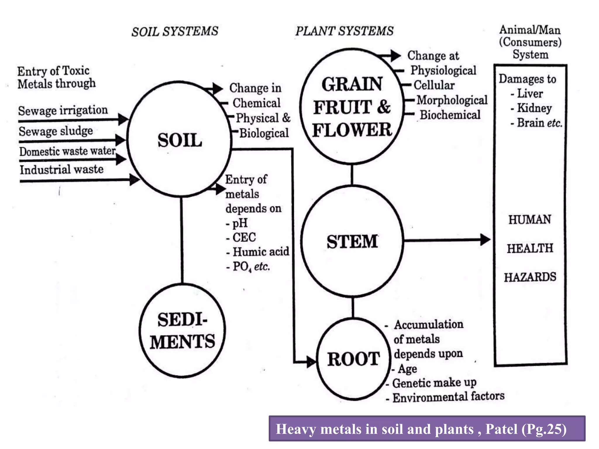 Impact Of Heavy Metals In Vegetable Crops | PPTX