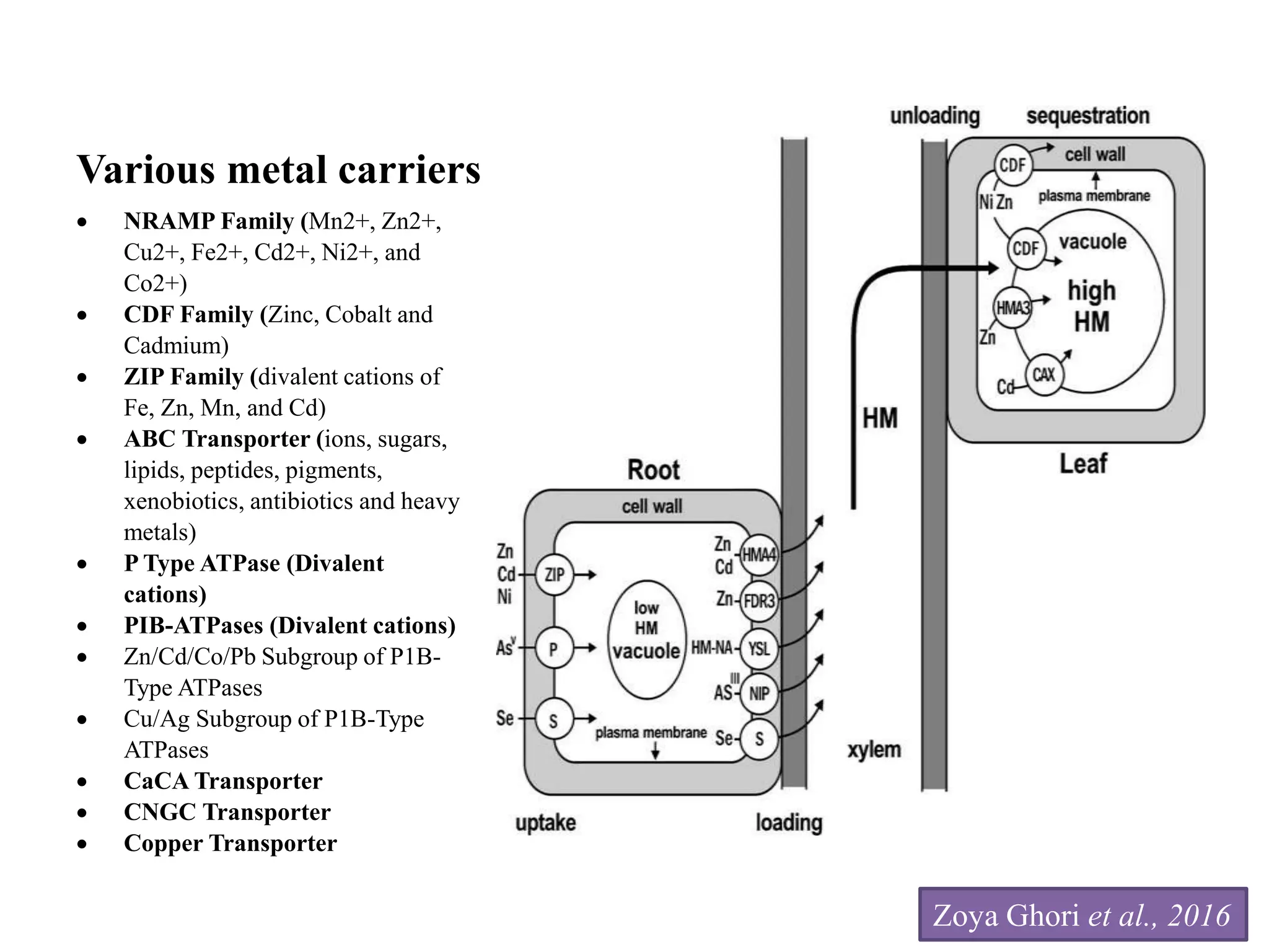 Impact Of Heavy Metals In Vegetable Crops | PPTX