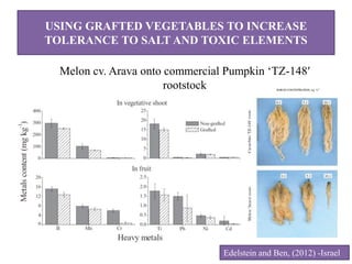 Impact Of Heavy Metals In Vegetable Crops | PPTX