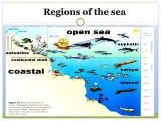 Regions of the sea
 