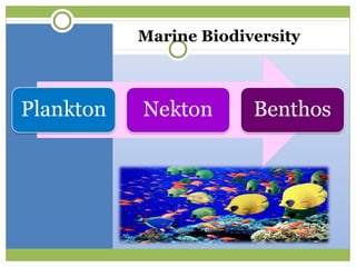 Marine Biodiversity
 
