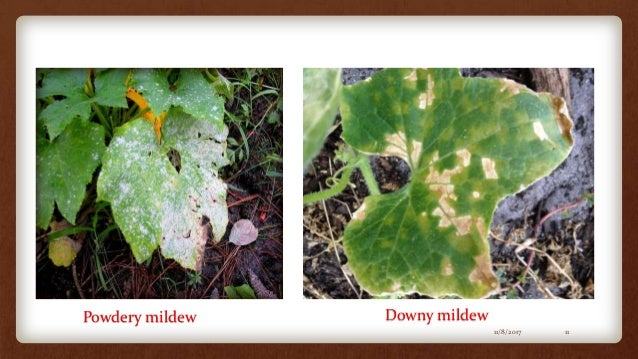 Impact Of Humidity On Plant Growth