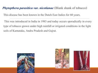 can you inhale tobacco Demystifying Cigar Etiquette: To Inhale or Not to Inhale? – Case Elegance