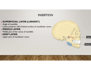 Impact of Muscles of Mastication and Facial Expression on Prosthodontic ...