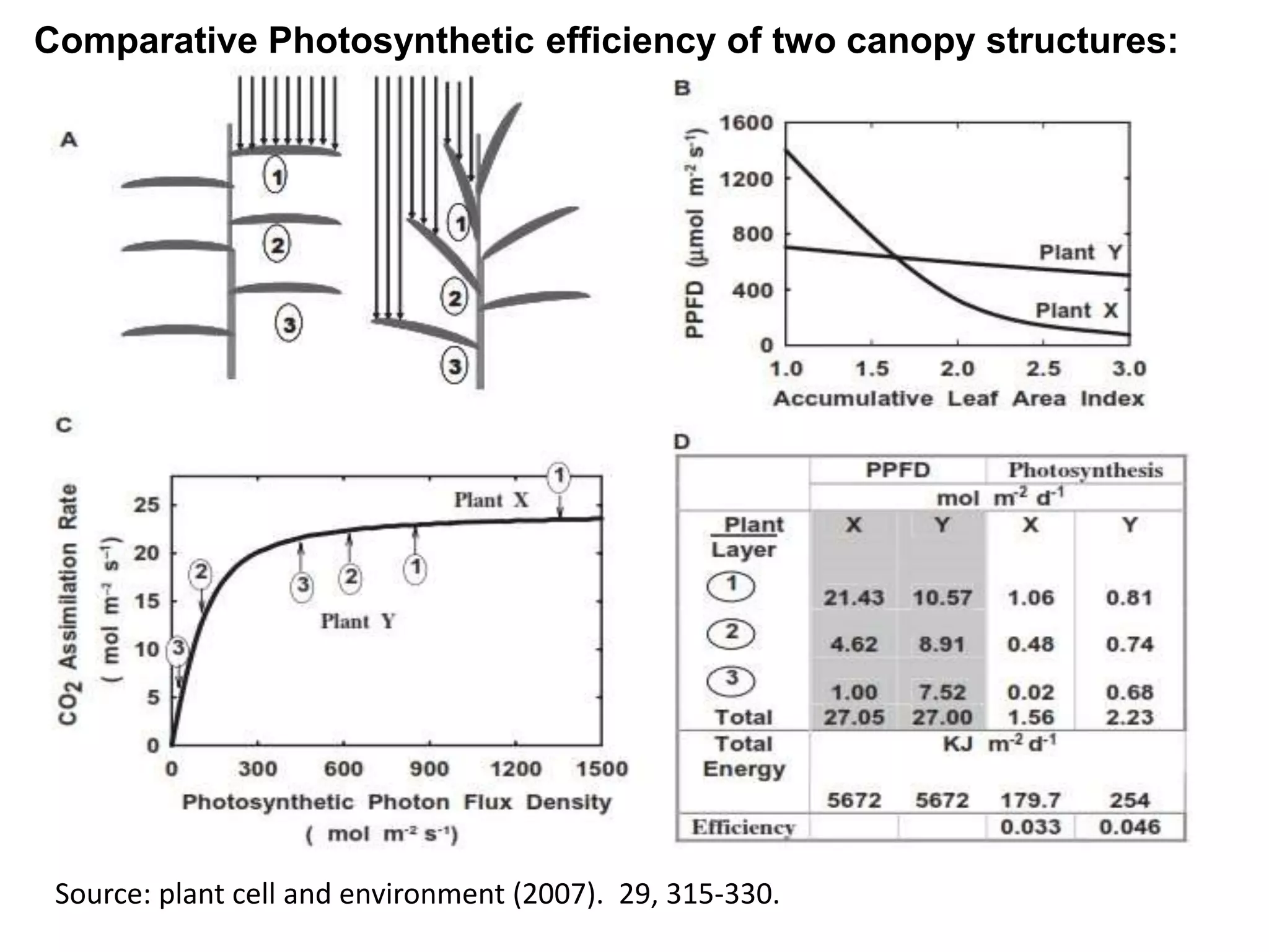 Source: plant cell and environment (2007). 29, 315-330.
Comparative Photosynthetic efficiency of two canopy structures:
 