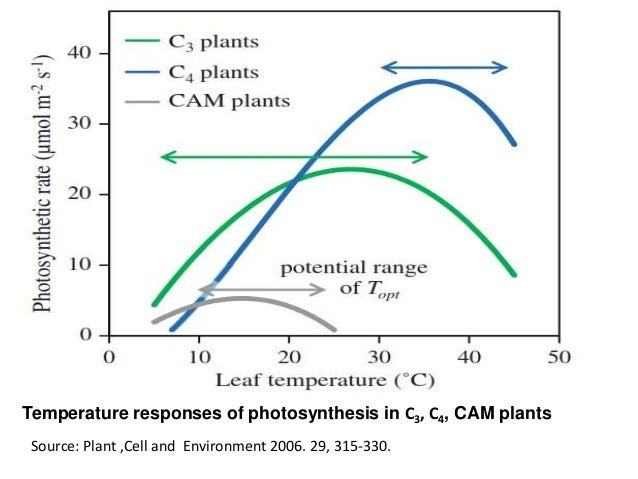 c4 and cam plants essay Photosynthesis and respiration essays: photosynthesis is the process by which plants, some bacteria the main difference between c3 photosynthesis, c4 and cam photosynthetic pathways is in the process of carbon dioxide fixation. c4 and cam plants essay Photosynthesis and respiration essays: photosynthesis is the process by which plants, some bacteria the main difference between c3 photosynthesis, c4 and cam photosynthetic pathways is in the process of carbon dioxide fixation.