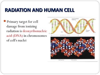 Impact of radiation pollution on human health siri | PPT