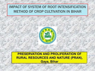 IMPACT OF SYSTEM OF ROOT INTENSIFICATION
METHOD OF CROP CULTIVATION IN BIHAR
 