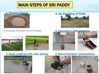 MAIN STEPS OF SRI PADDY
1. Prepare Seeds 4. No Flooding of Field
2. Young Age of Transplanting (10-14 days)
3. Single seed...