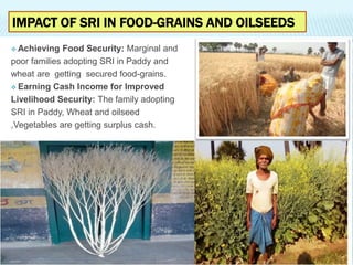 IMPACT OF SRI IN FOOD-GRAINS AND OILSEEDS
 Achieving Food Security: Marginal and
poor families adopting SRI in Paddy and
...
