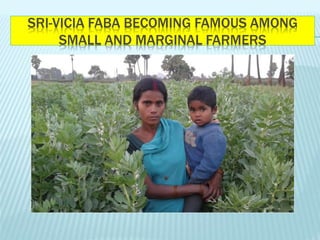 SRI-VICIA FABA BECOMING FAMOUS AMONG
SMALL AND MARGINAL FARMERS
 