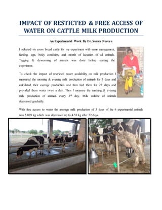 IMPACT OF RESTICTED & FREE ACCESS OF
WATER ON CATTLE MILK PRODUCTION
An Experimental Work By Dr. Samra Noreen
I selected six cross breed cattle for my experiment with same management,
feeding, age, body condition, and month of lactation of all animals.
Tagging & deworming of animals was done before starting the
experiment.
To check the impact of restricted water availability on milk production I
measured the morning & evening milk production of animals for 3 days and
calculated their average production and then tied them for 22 days and
provided them water twice a day. Then I measure the morning & evening
milk production of animals every 3rd day. Milk volume of animals
decreased gradually.
With free access to water the average milk production of 3 days of the 6 experimental animals
was 5.069 kg which was decreased up to 4.58 kg after 22 days.
 